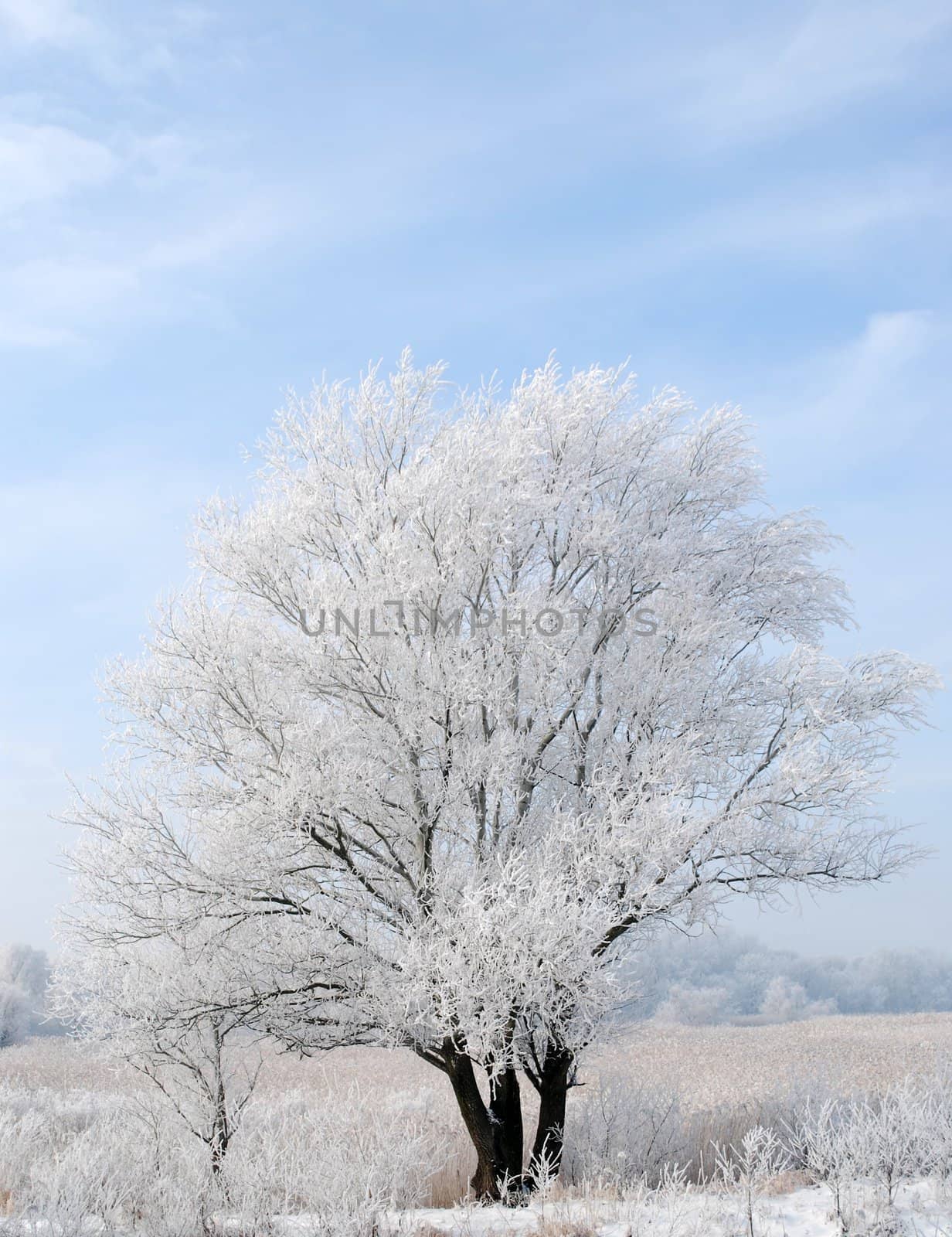 winter frozen tree