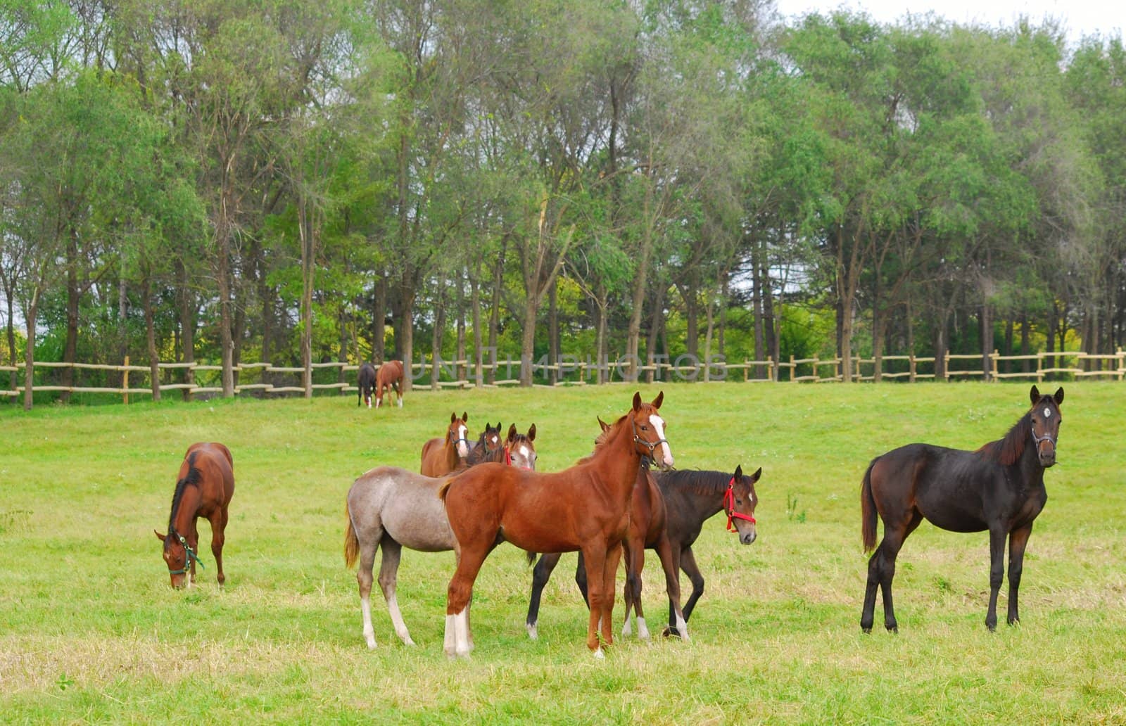 horses in pasture