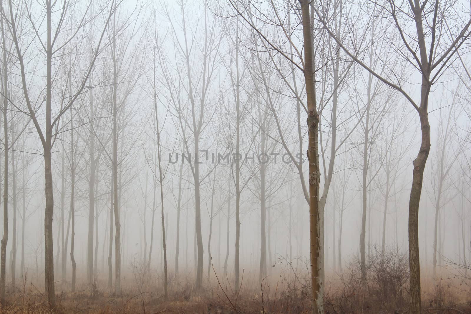 winter forest mist
