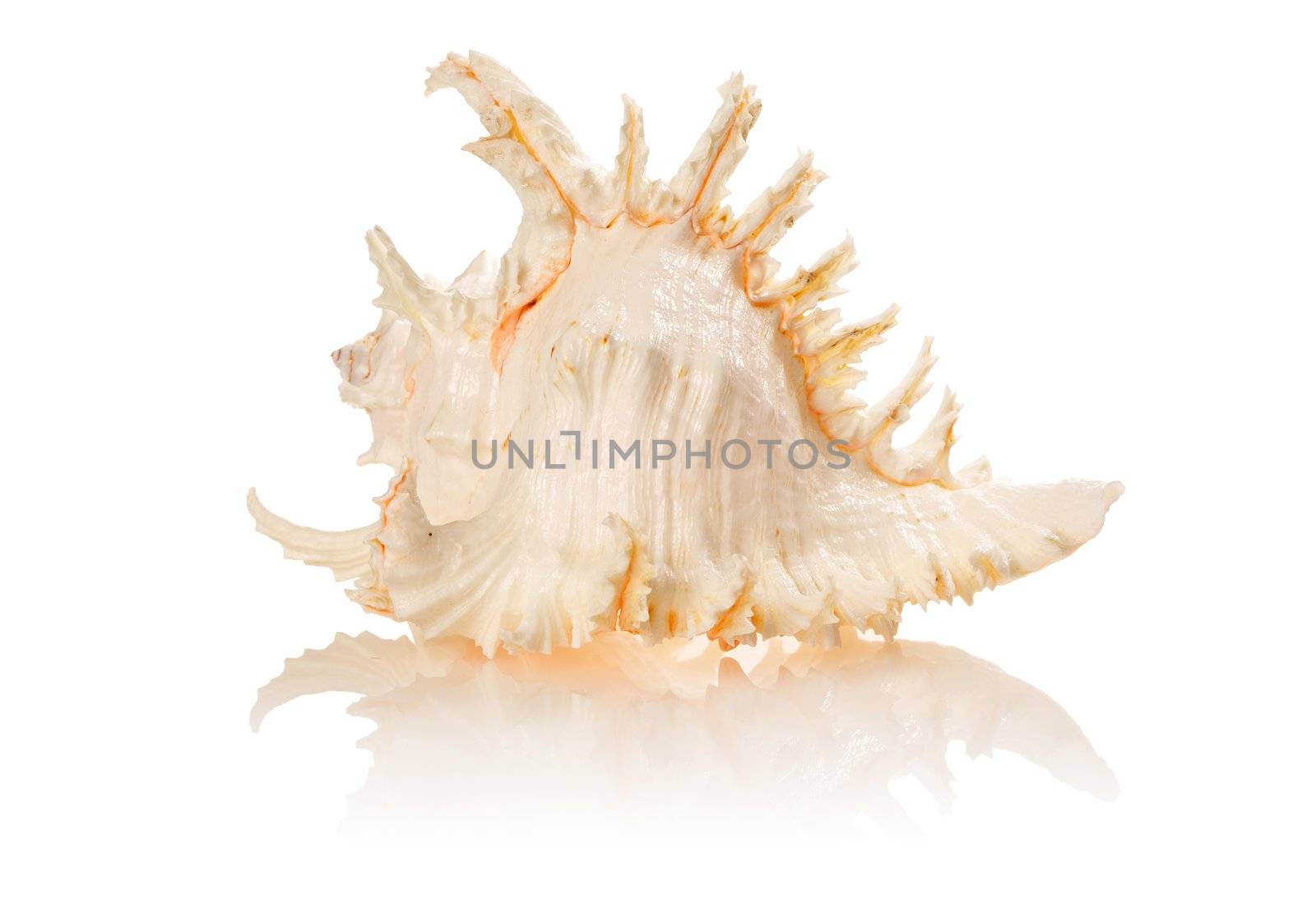 Sea shell isolated on white background with soft reflection