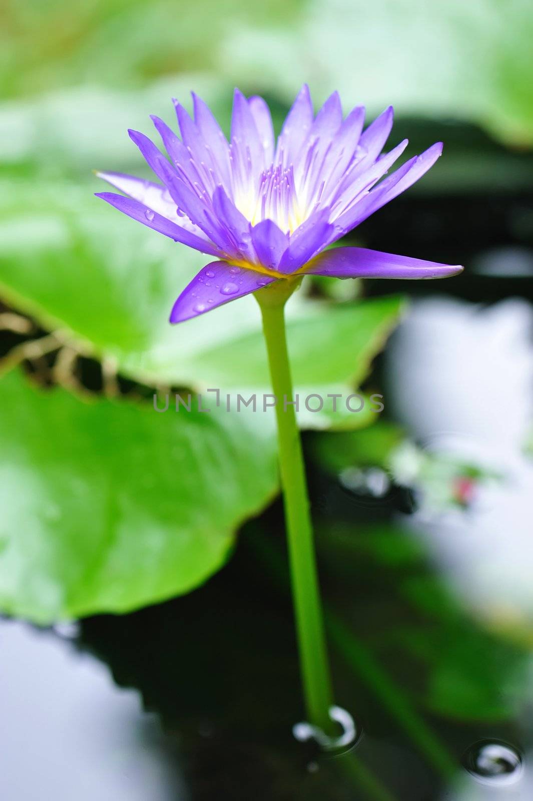 Water lily with shallow depth of field