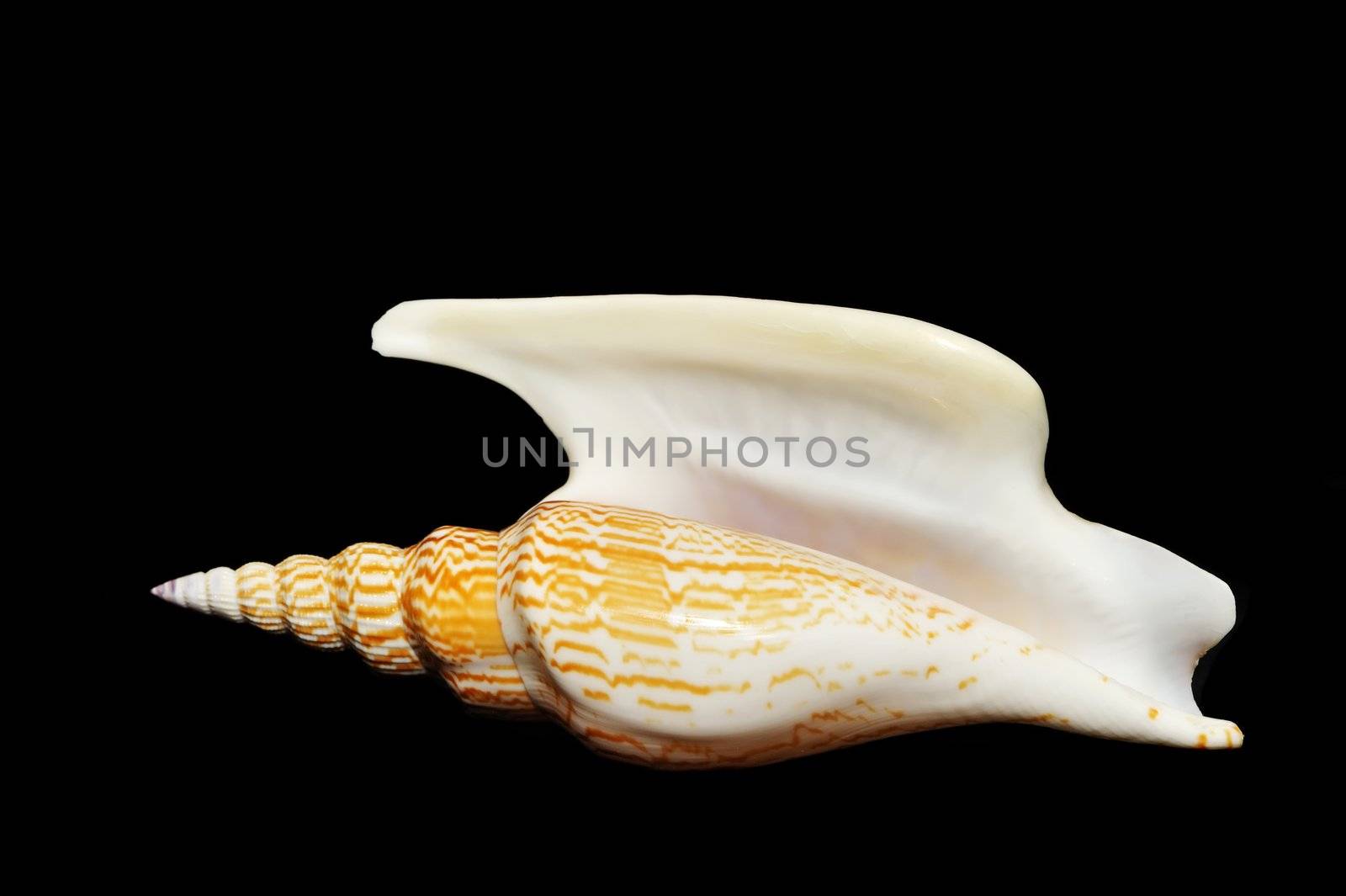 Sea shell isolated on black background