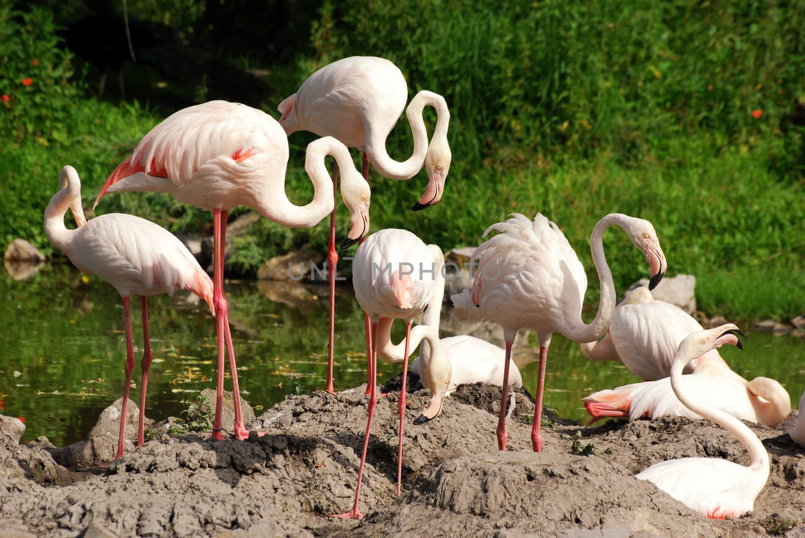 flamingo flock