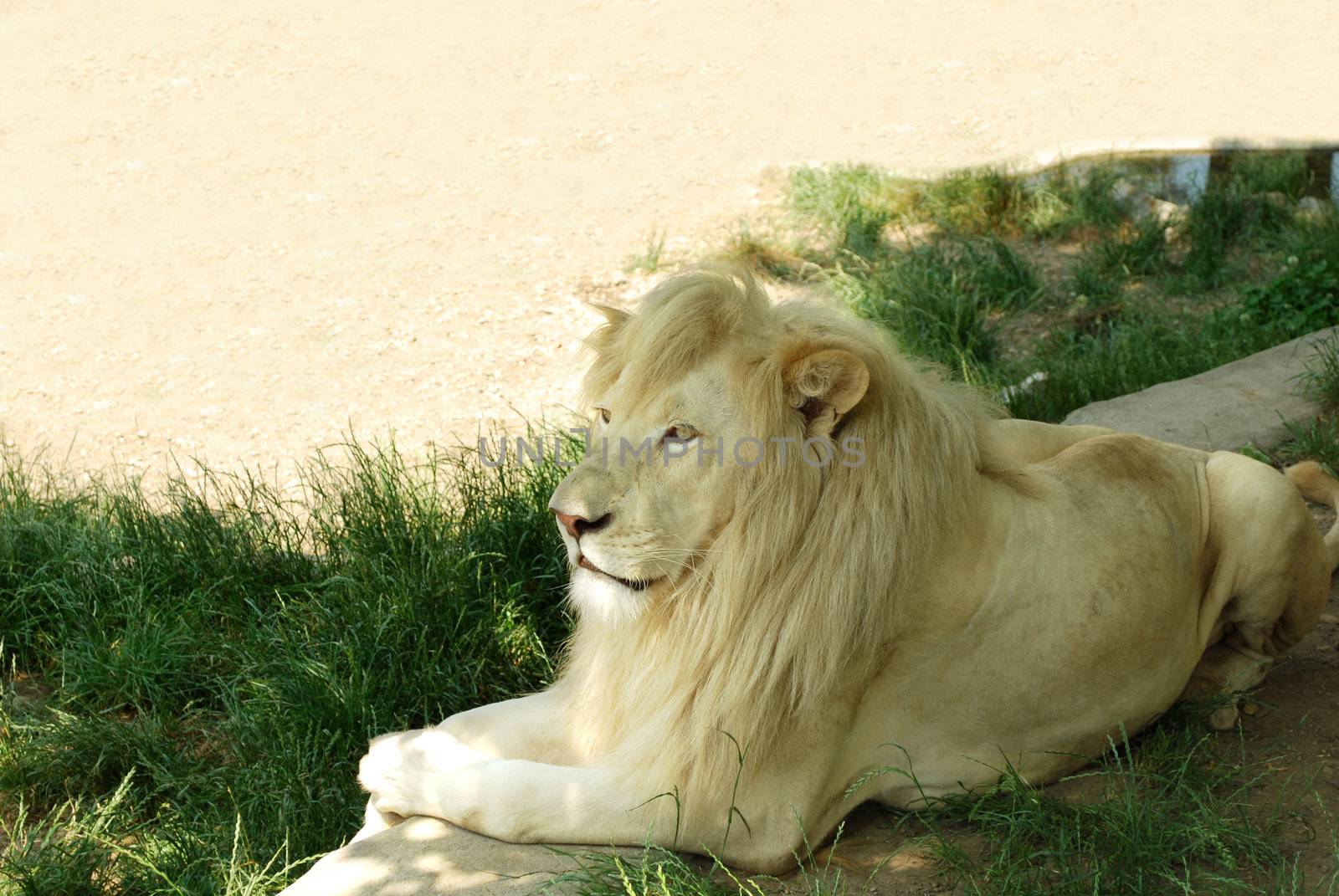 white lion