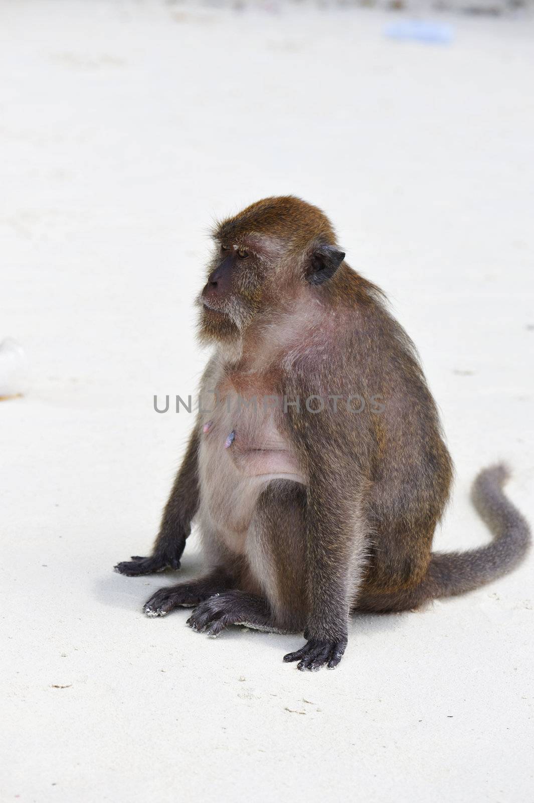 Beach monkey by haveseen