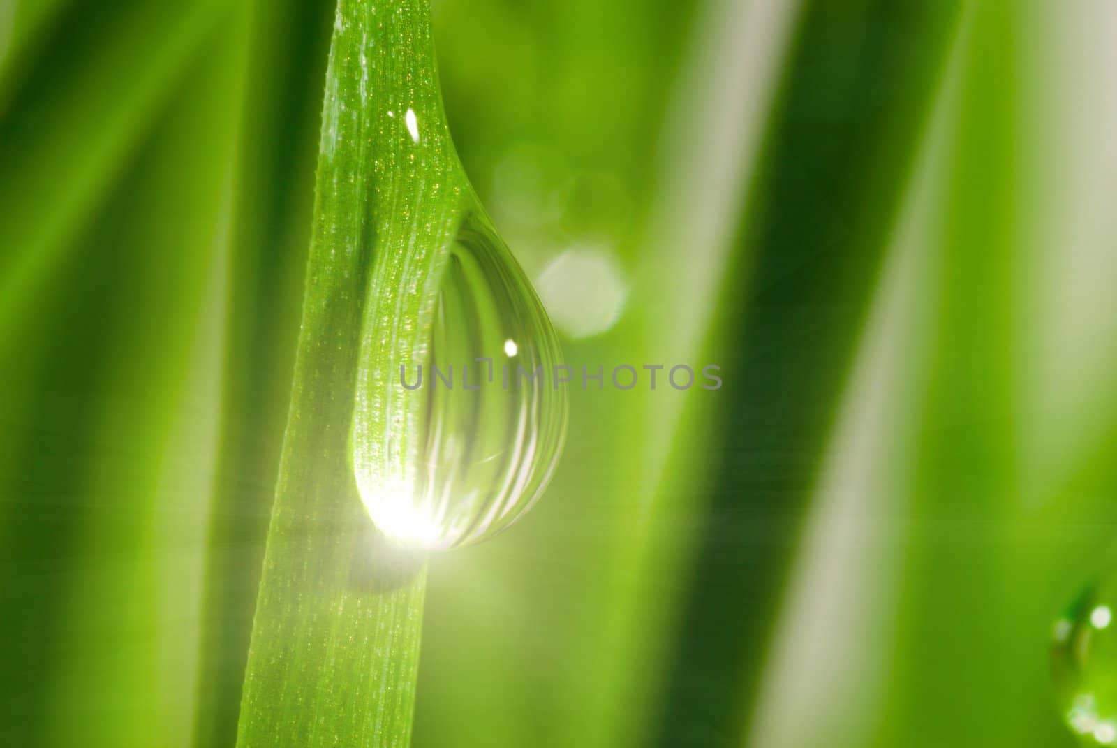 Fresh grass with dew drops close up