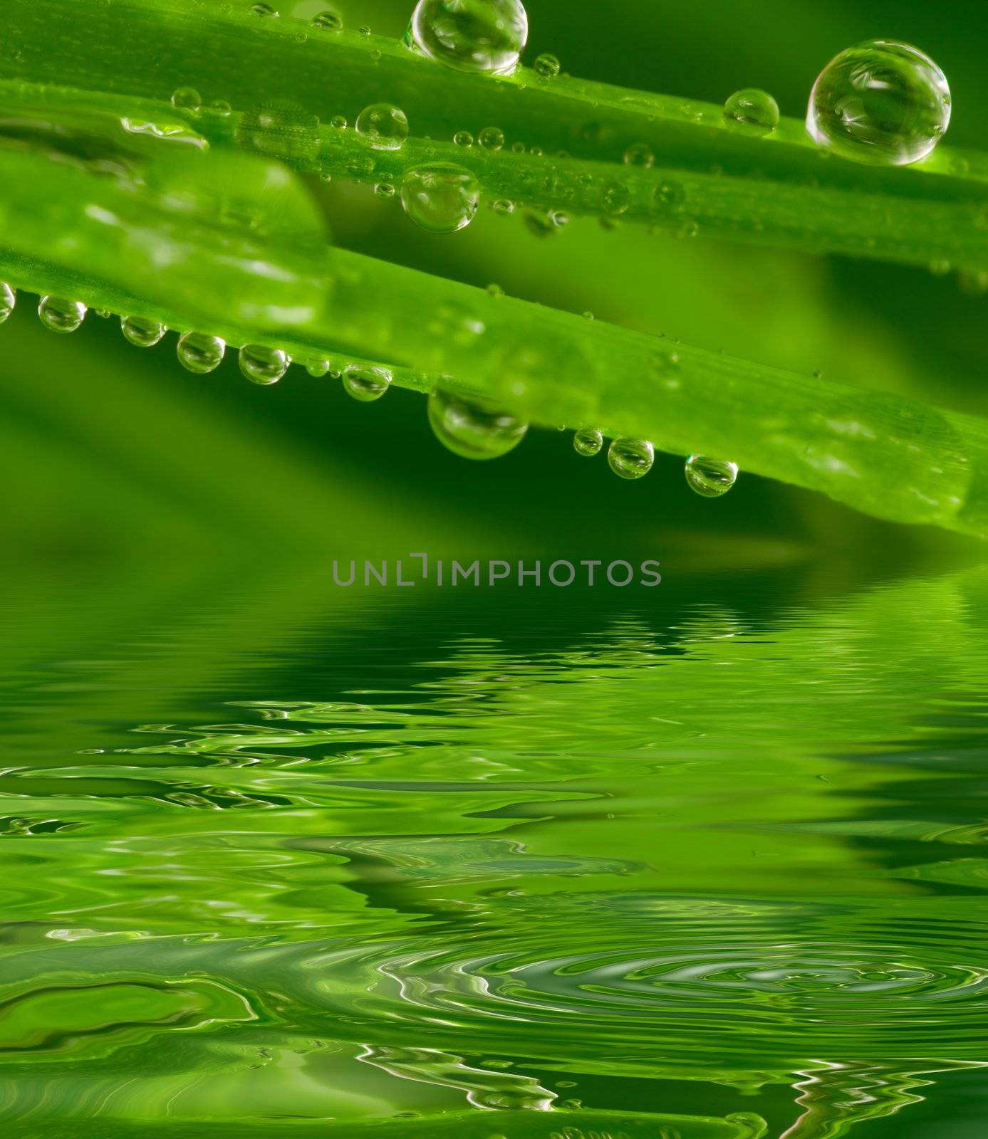 Fresh grass with dew drops by haveseen