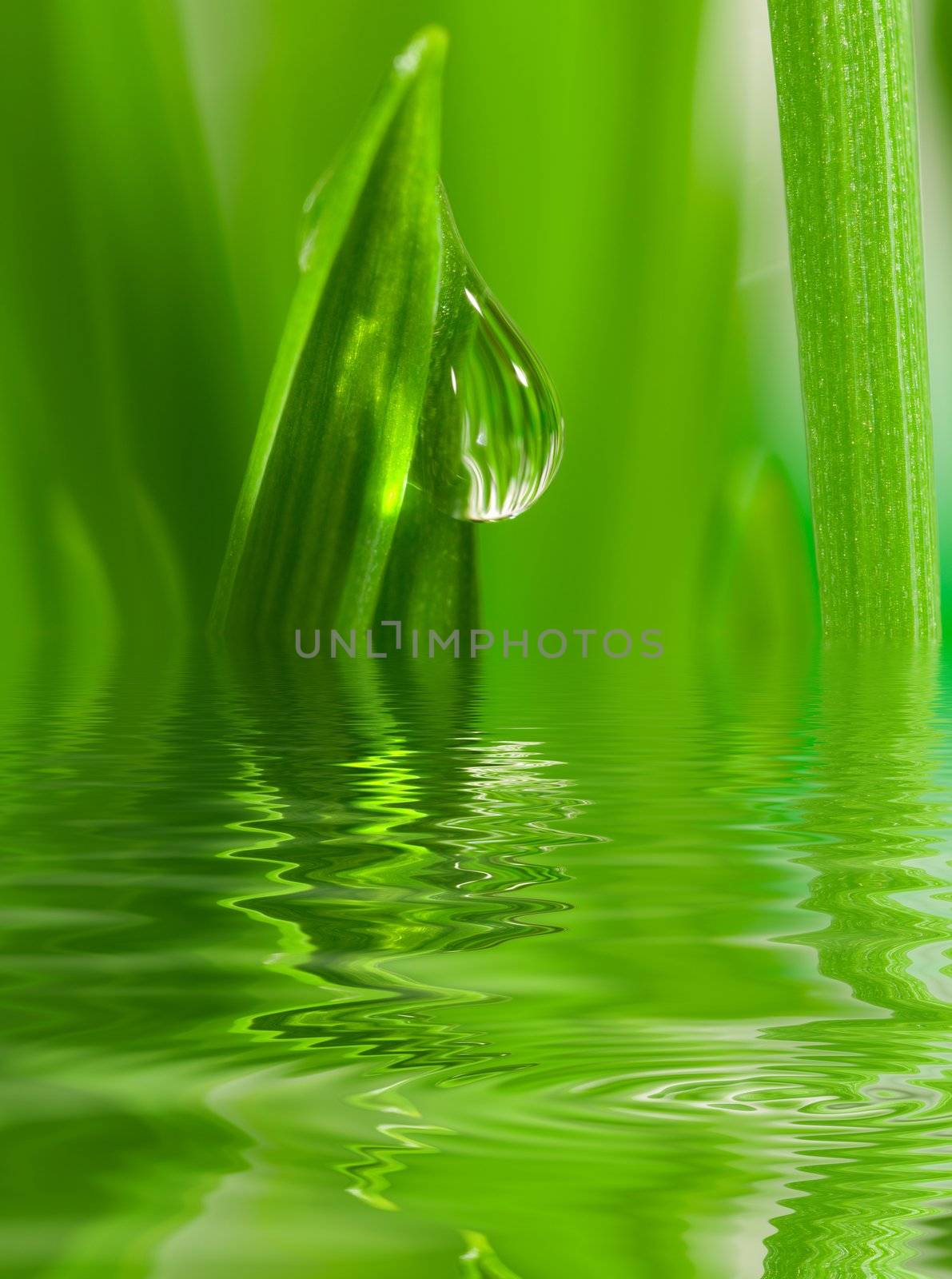 Fresh grass with dew drops close up with reflection on water