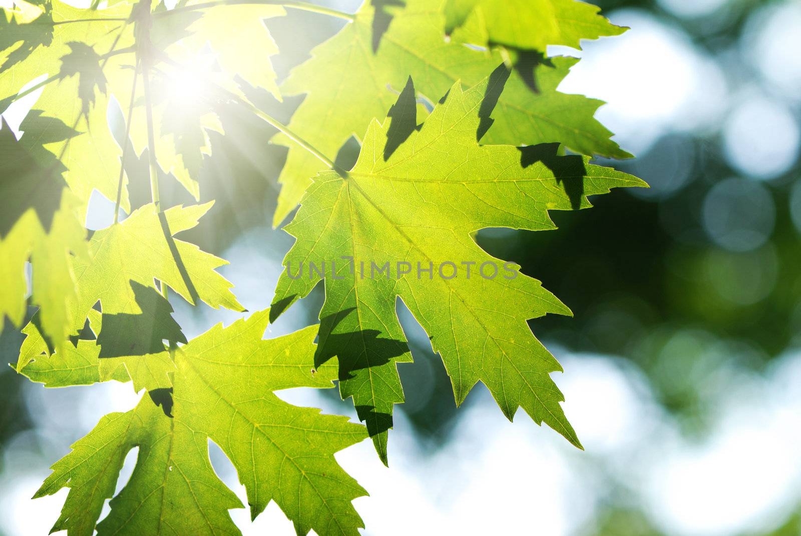 Green leaves background in sunlight