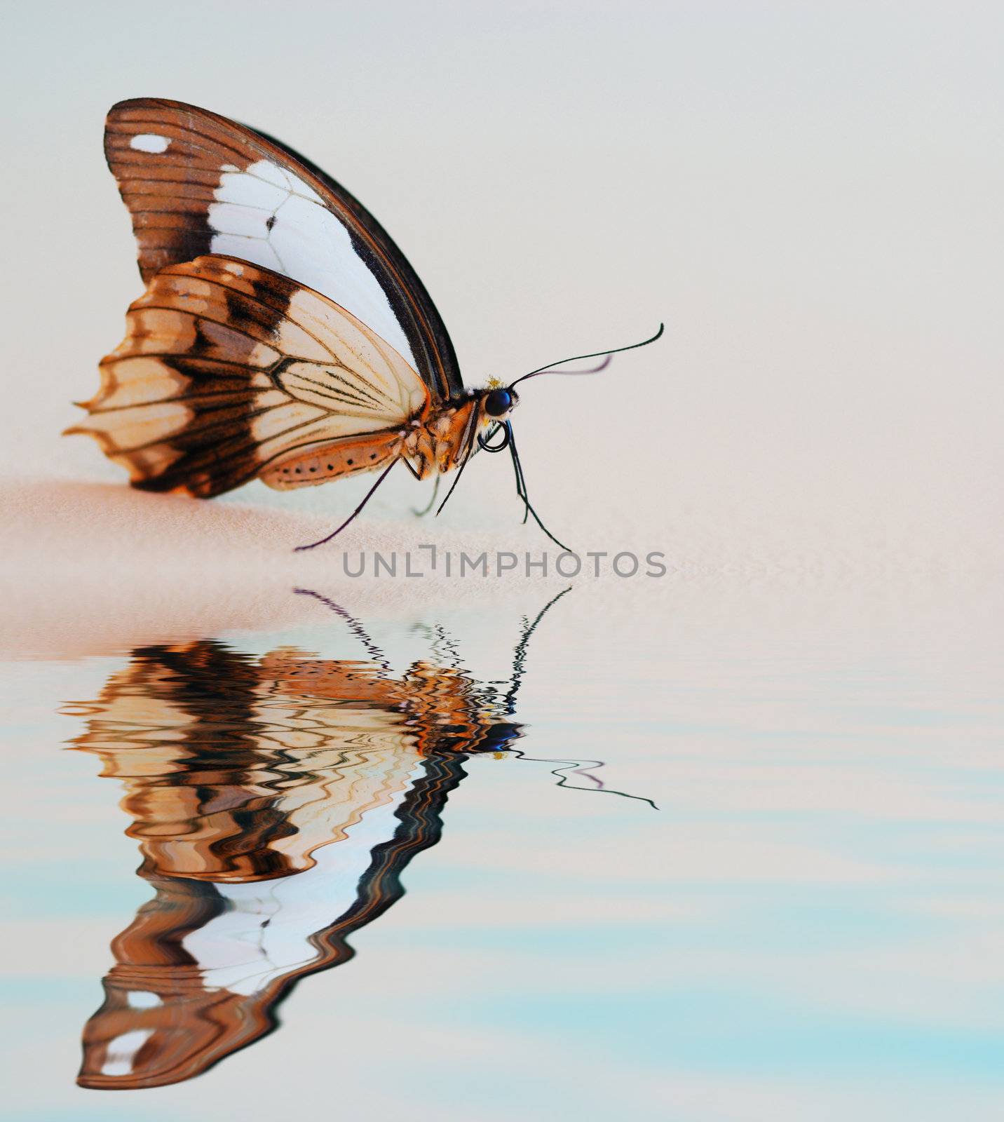 Butterfly close up, shallow DOF