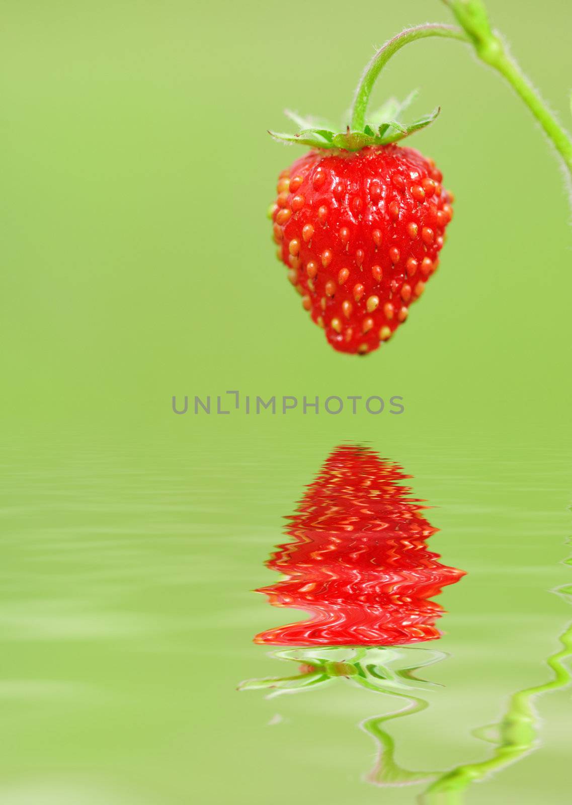 Wild strawberry close up, shallow DOF