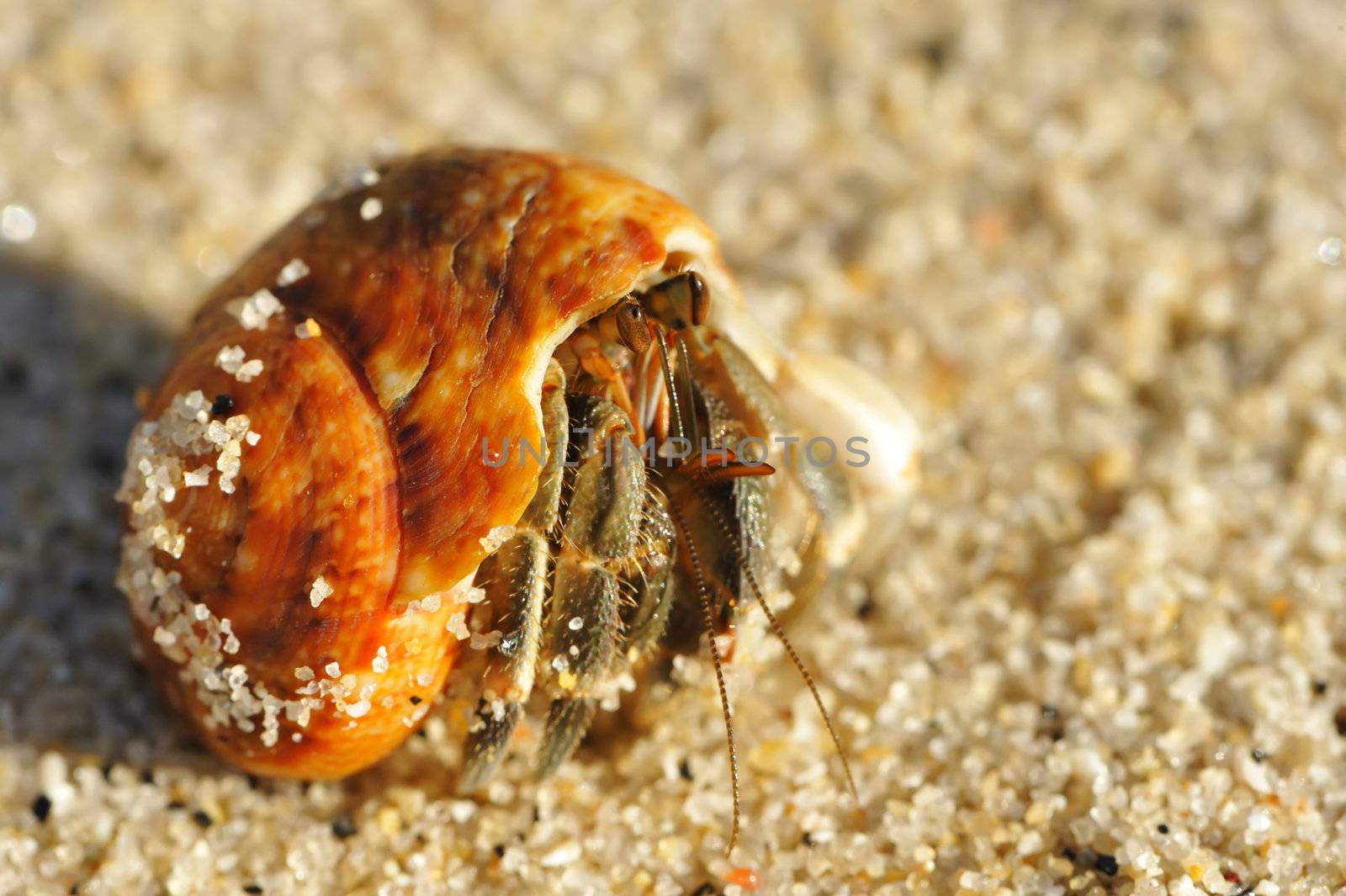 Hermit Crab on a beach in Andaman Sea