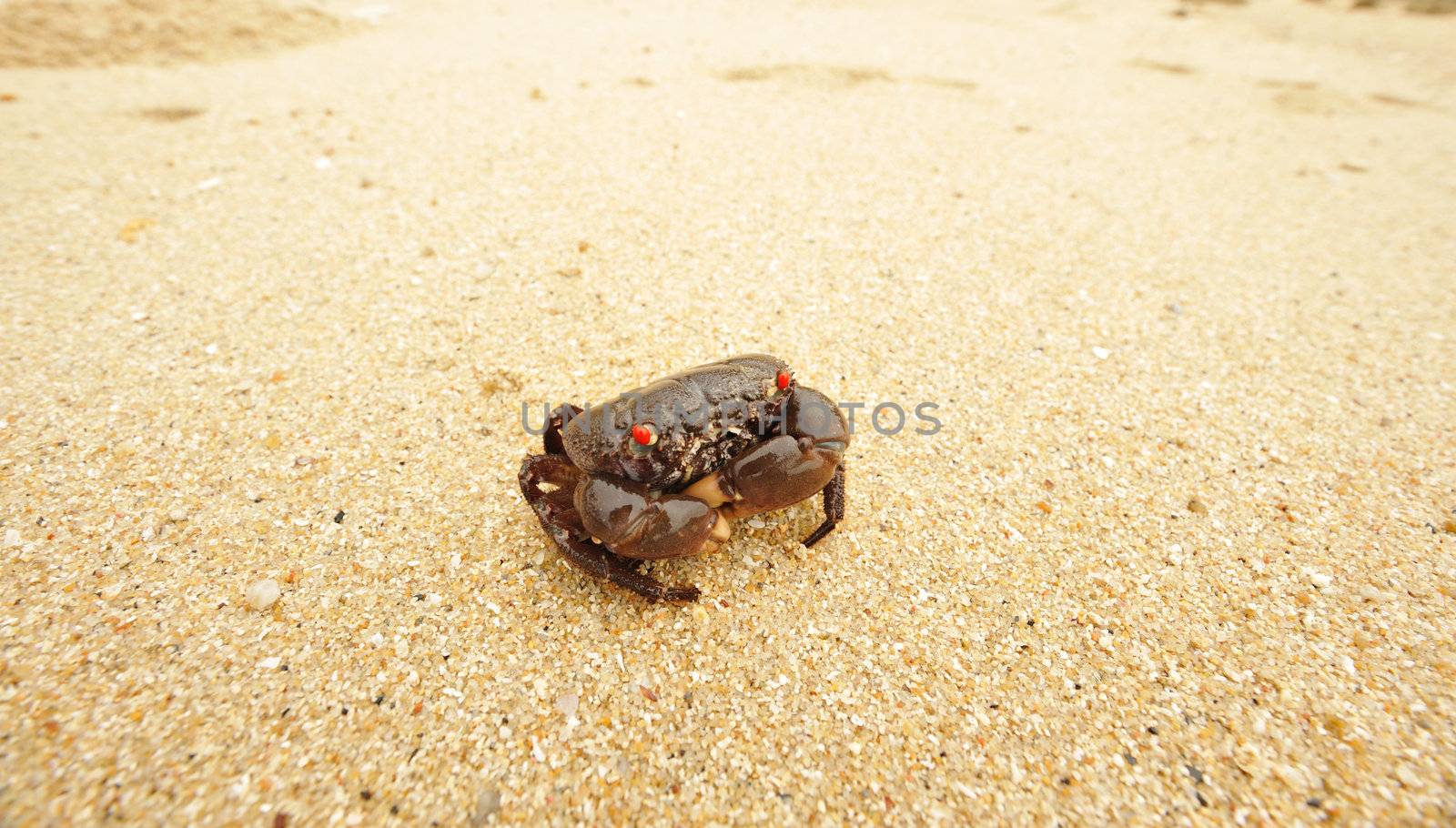 Crab on a beach in Andaman Sea