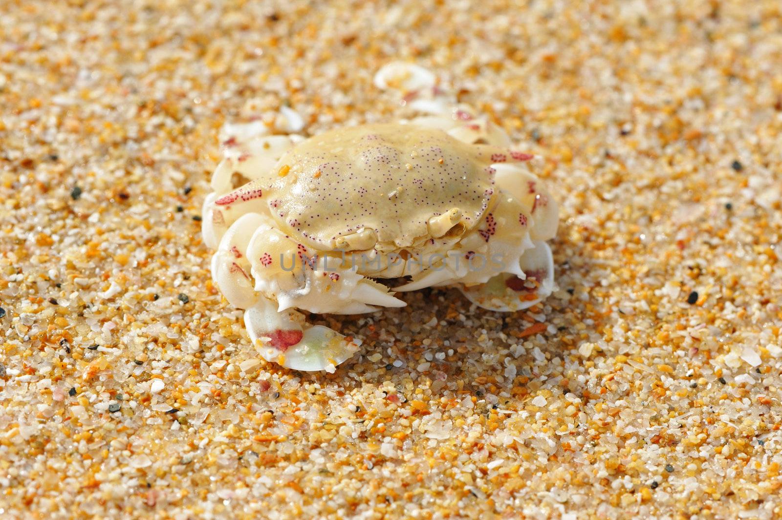 Crab on a beach in Andaman Sea