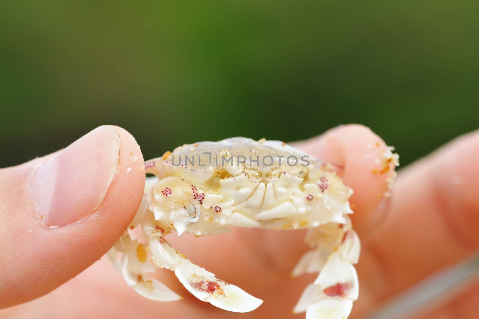 Little cute crab in hand