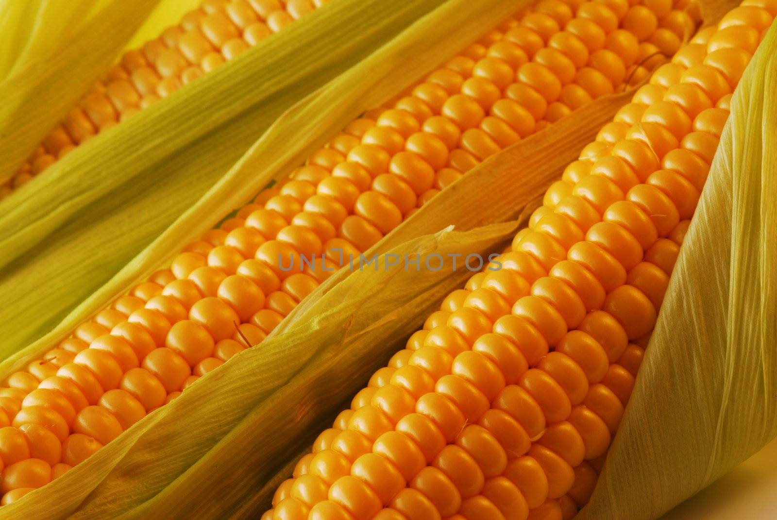 Freshly harvested corn, close up. 