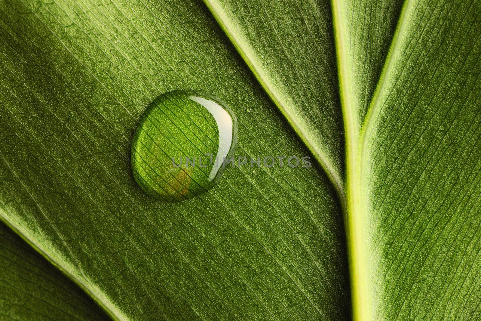 Beautiful water drop on a leaf close-up
