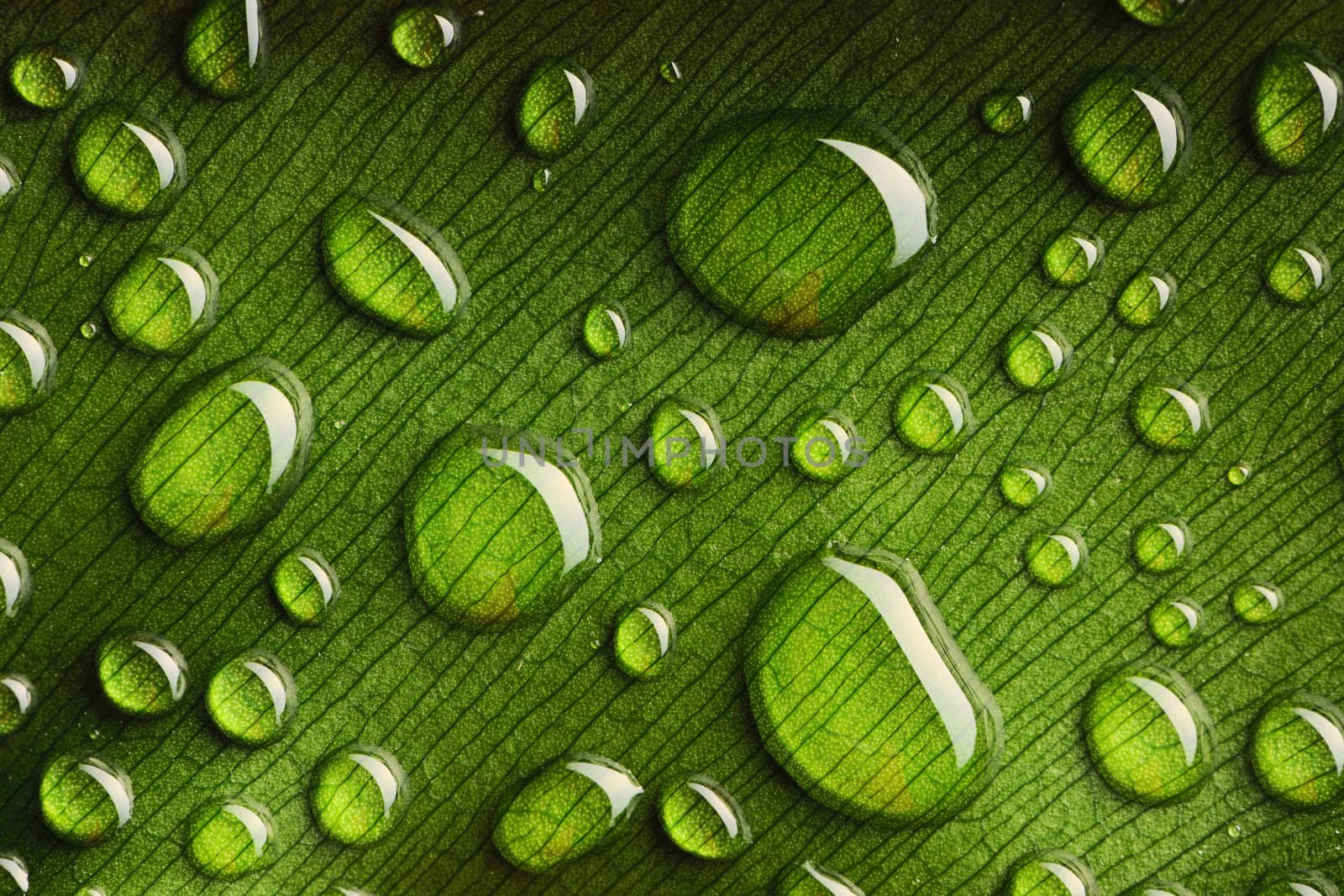 Beautiful water drops on a leaf close-up
