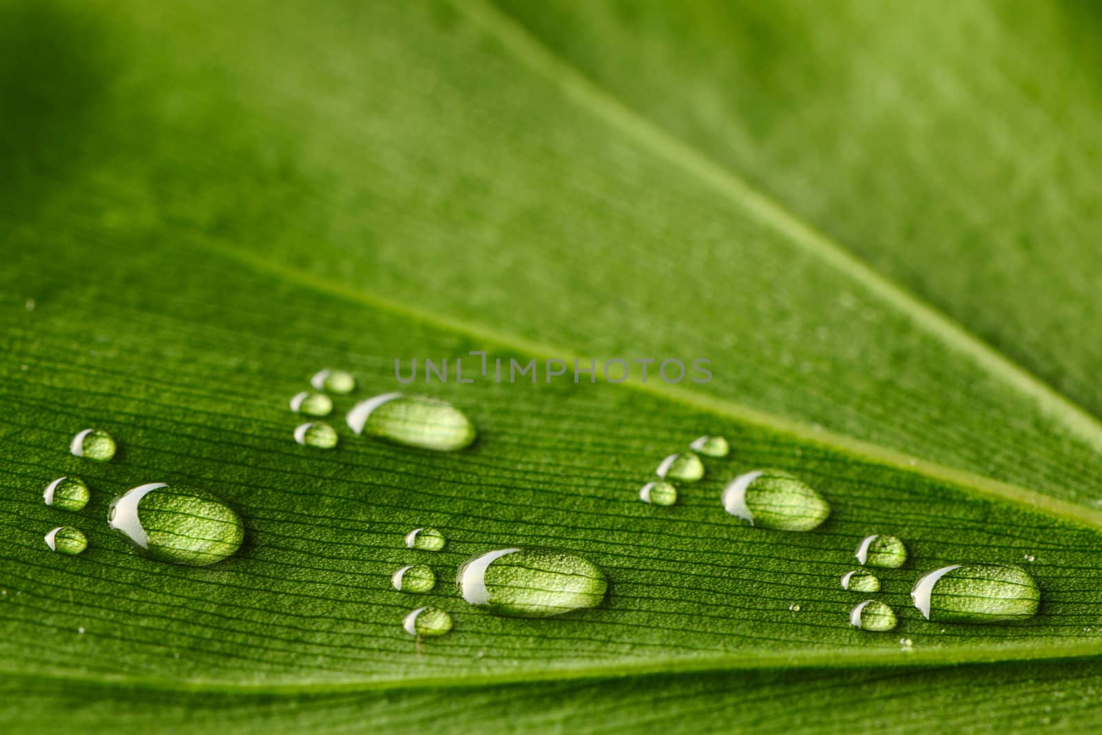 Beautiful water footprint drops on a leaf close-up