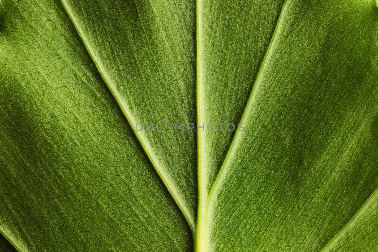 Leaf texture close up background