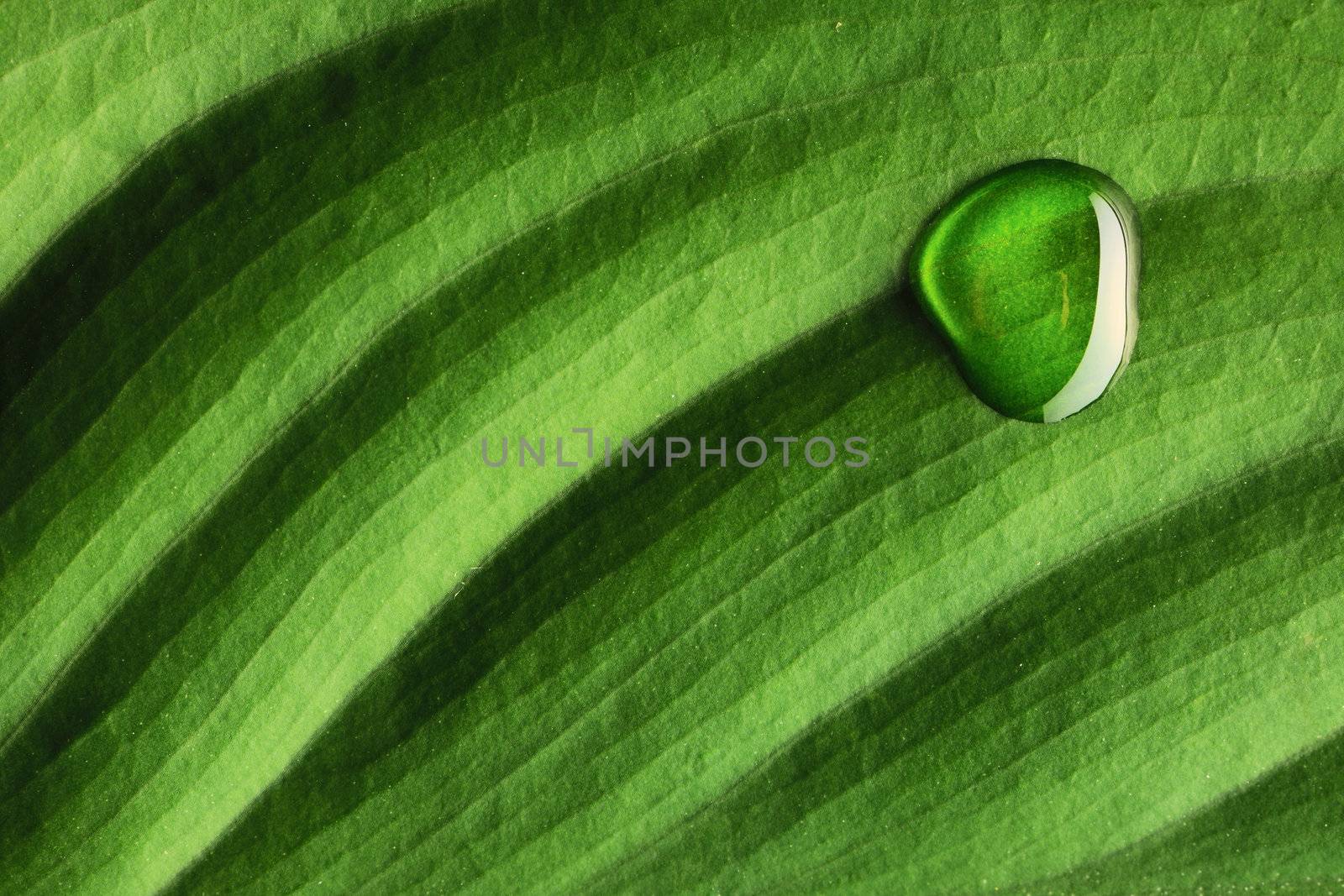 Beautiful water drop on a leaf close-up