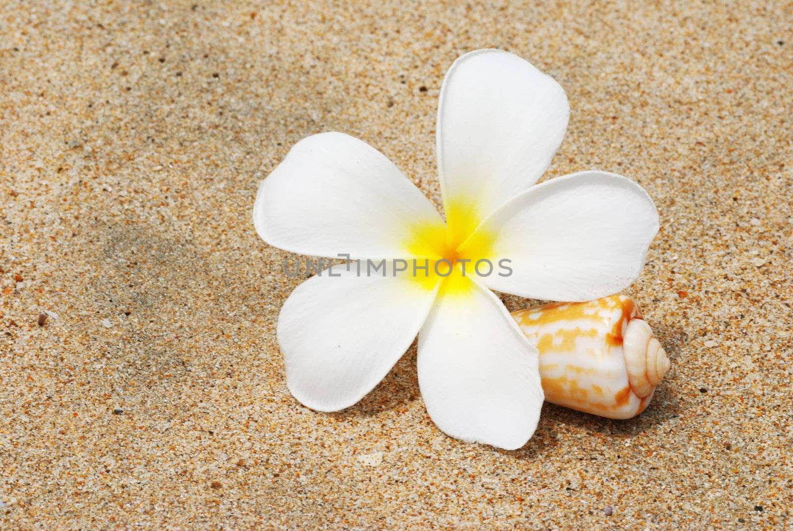 Shell & flower on a beach sand