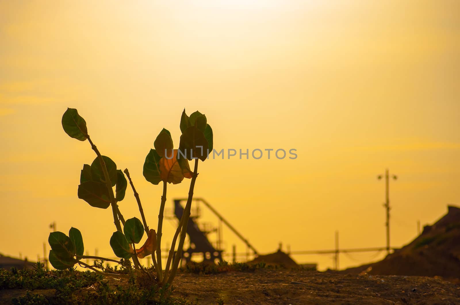 A plant struggling for life surrounded by industry.