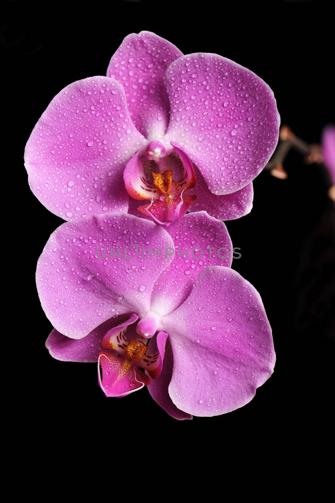 Pink Orchid Isolated on black