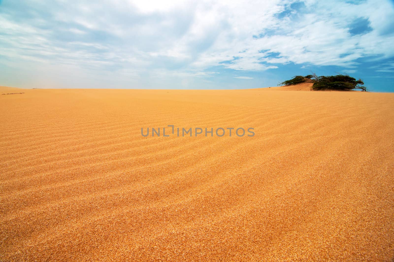 A shrub appearing from the Taroa Sand Dune in Guajira, Colombia.