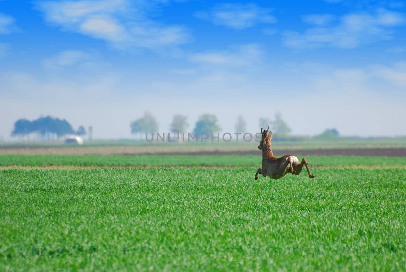 roebuck jumping over green wheat field