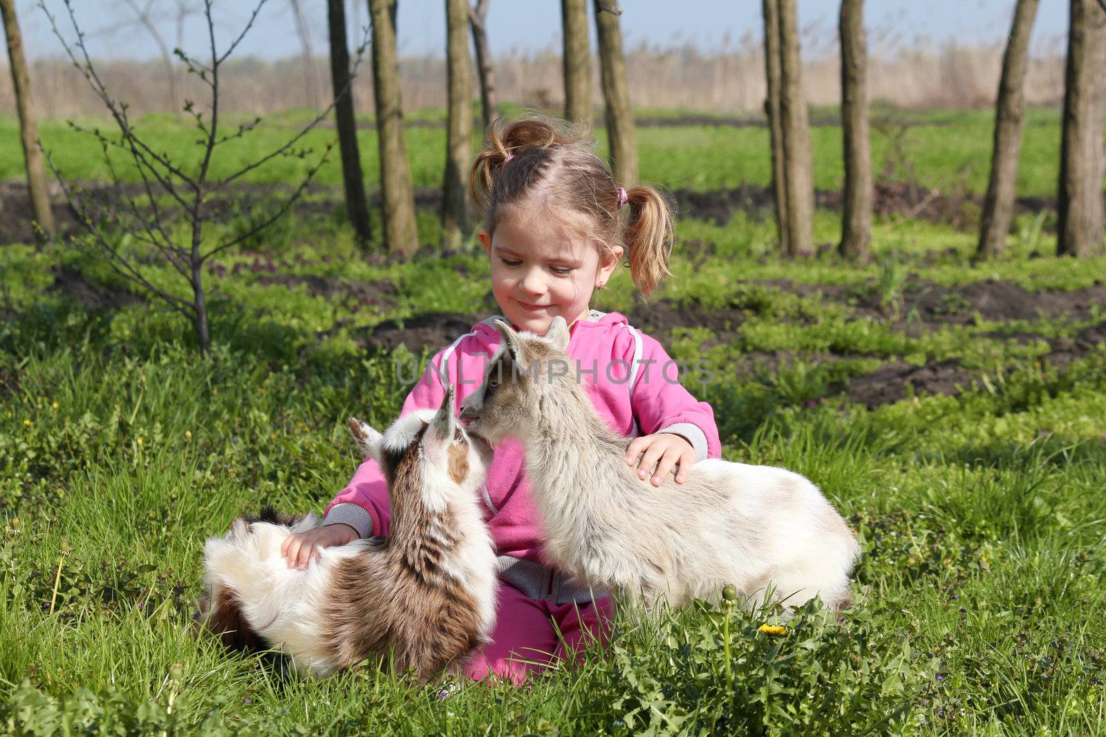 two little goats pets and child