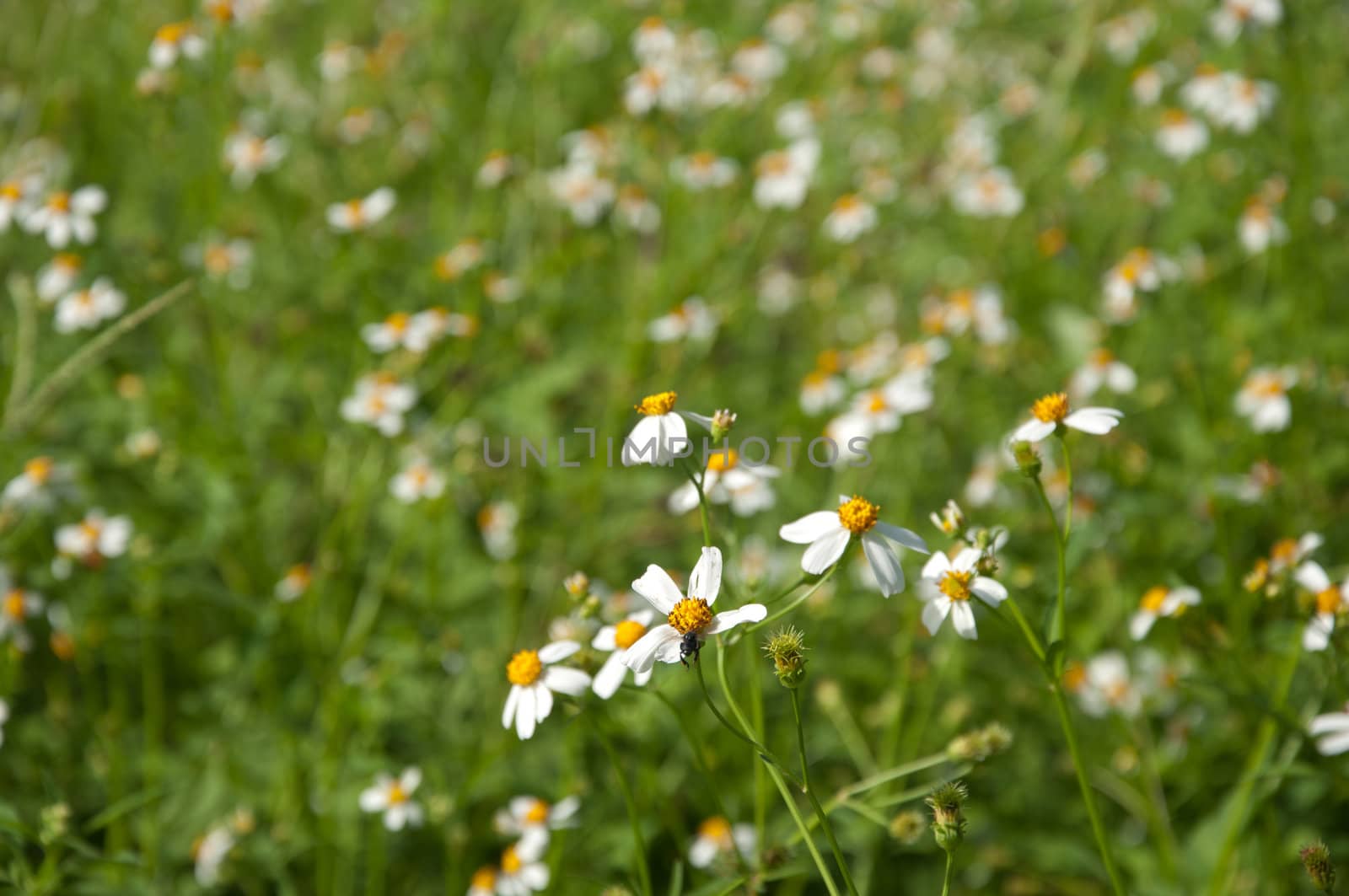 white grass flower in garden blossom