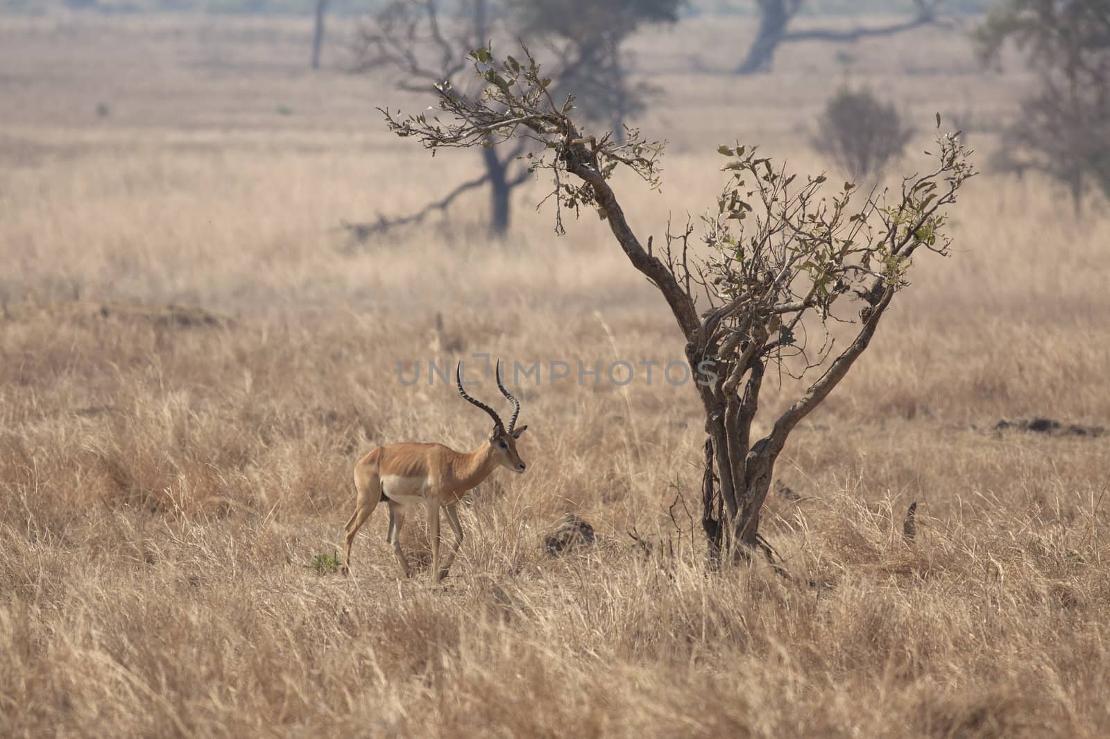 Wild Impala in the African savannah, Tanzania