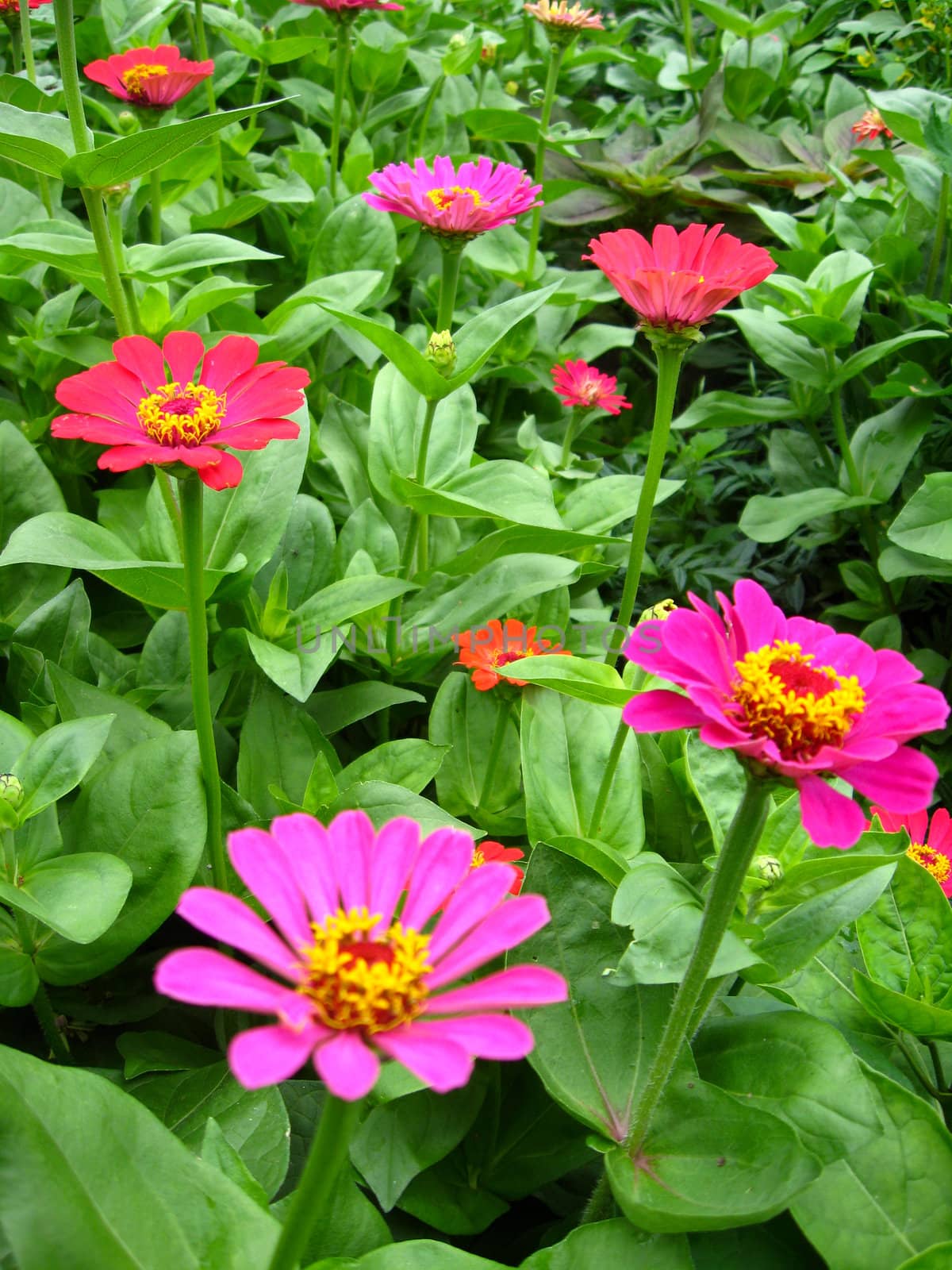 The image of bed of fine zinnia