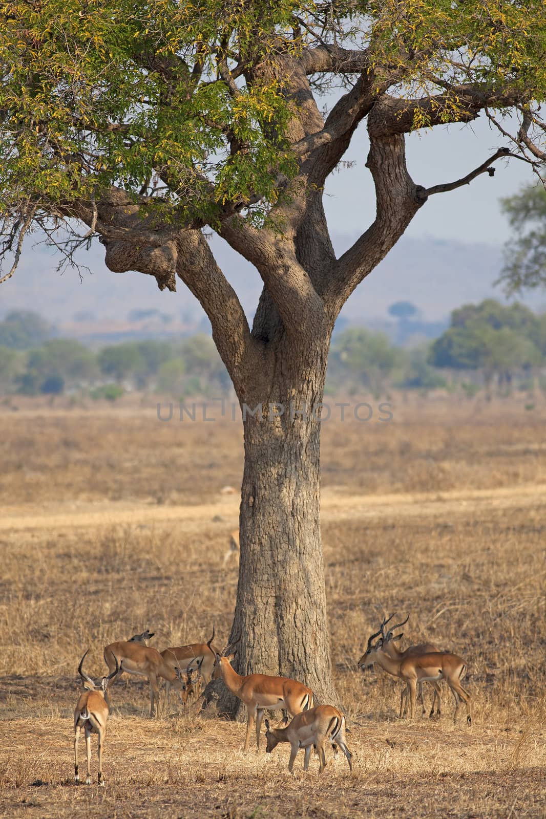 Wild Impala by kjorgen