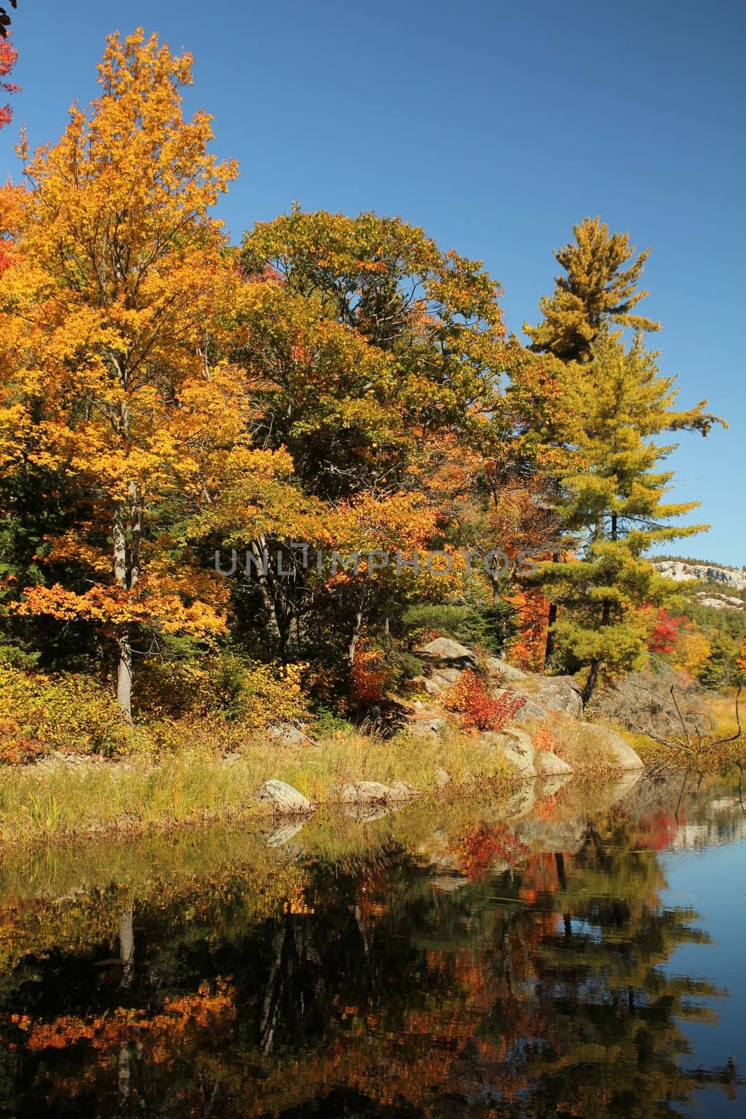 Early autumn trees reflecting on calm water, in Ontario, Canada
