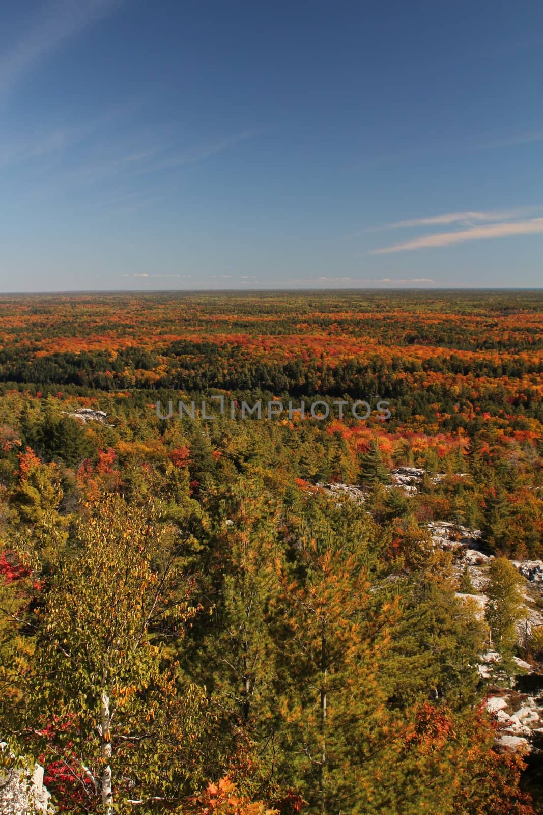 Autumn forest landscape, Ontario, Canada
