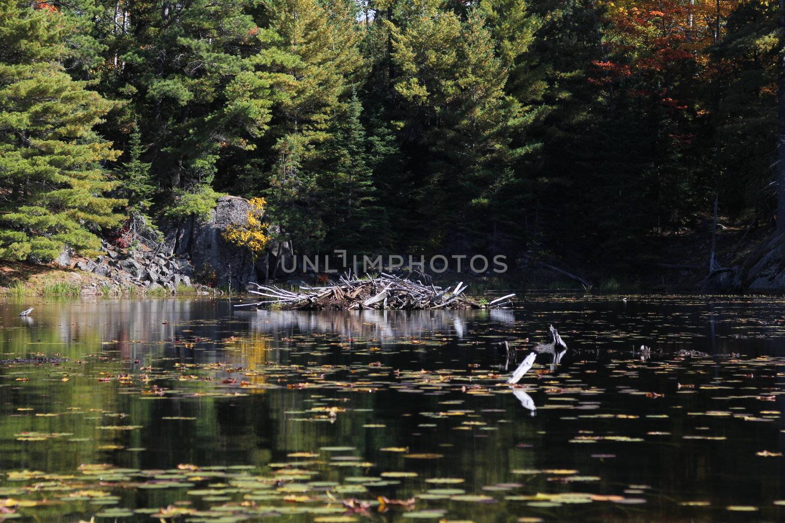 Beaver lodge in lake