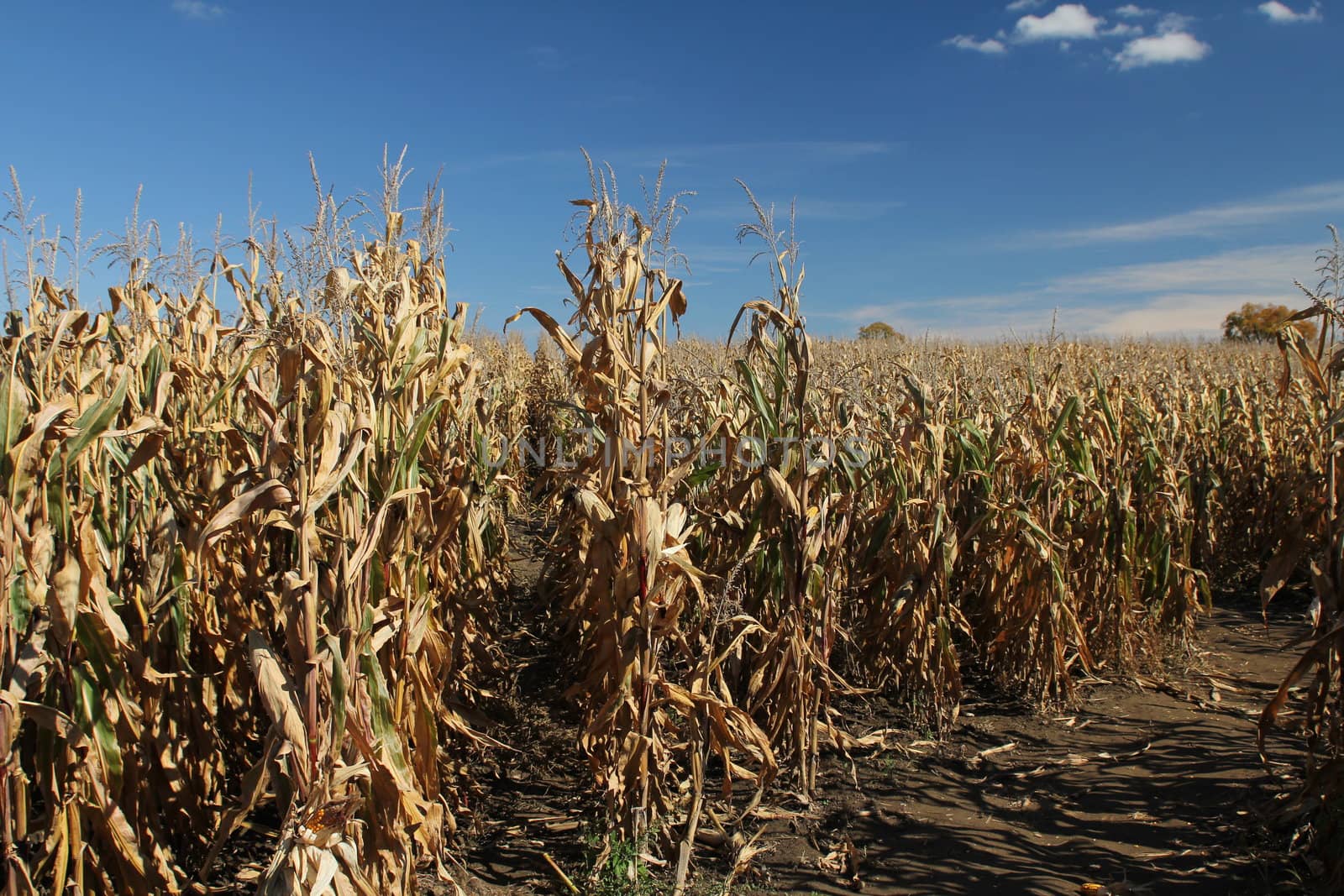 Field of golden corn crops in early autumn
