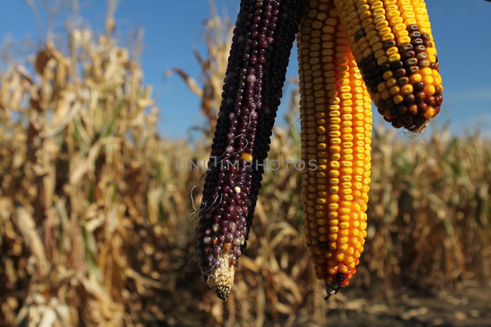 Yellow and red corncob in a corn field, early autumn

