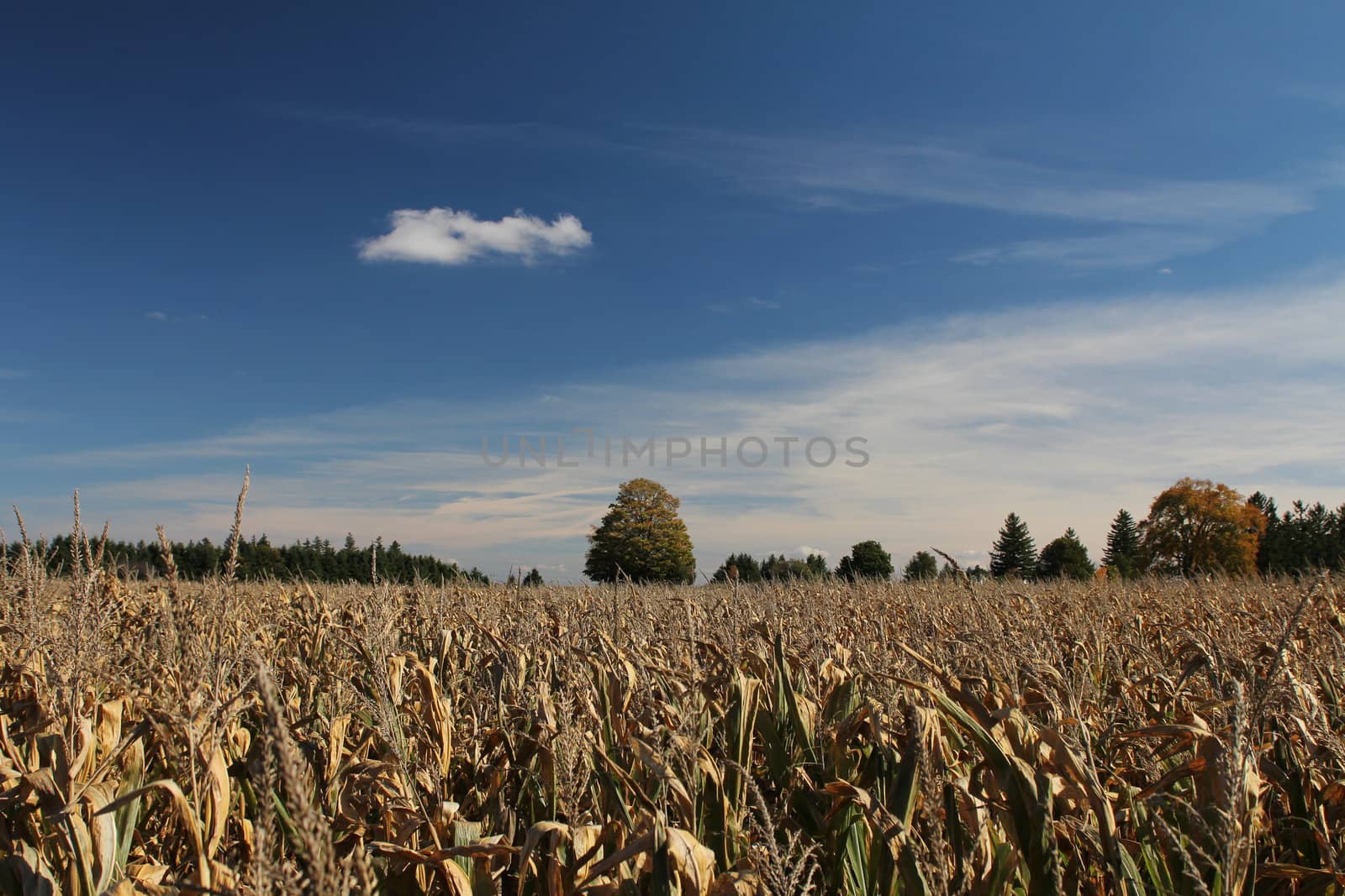 Field of corn in early autumn
