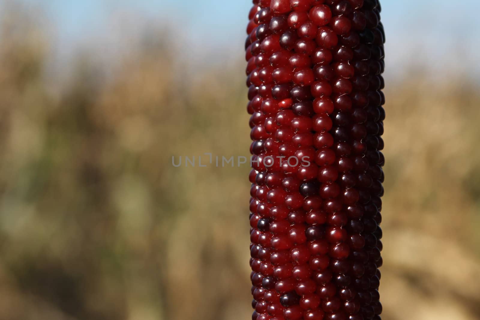 Red corncob in a corn field, early autumn
