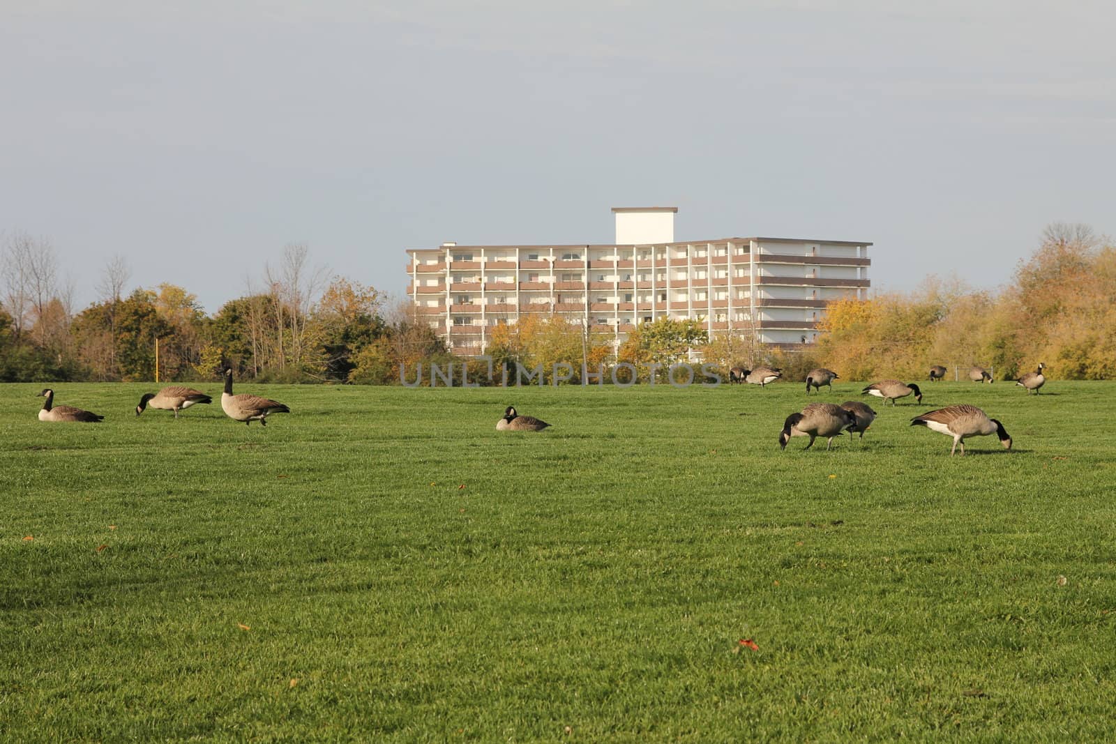 Flock of Canadian geese feeding on the grass
