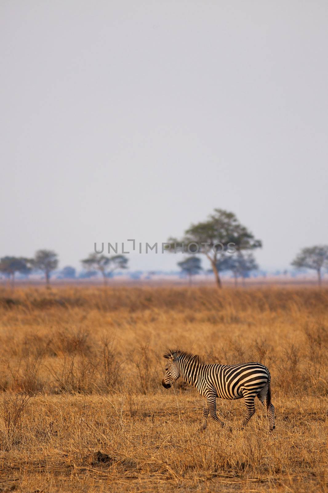 African Zebra standind in the dry savannah, Mikumi, Tanzania