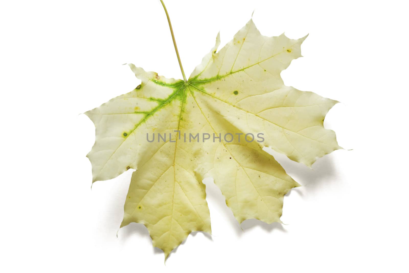 Autumn dry maple leaf on a white background by Serp