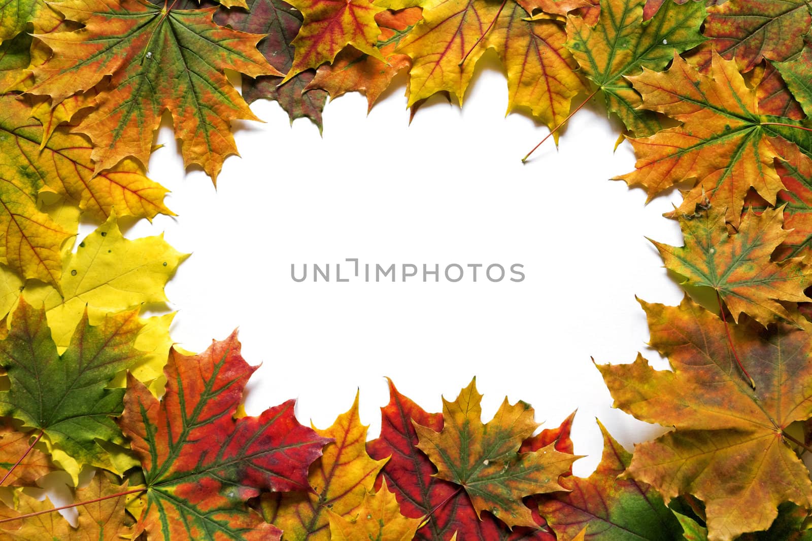 Bright yellow and red autumn leaves in the form of frame