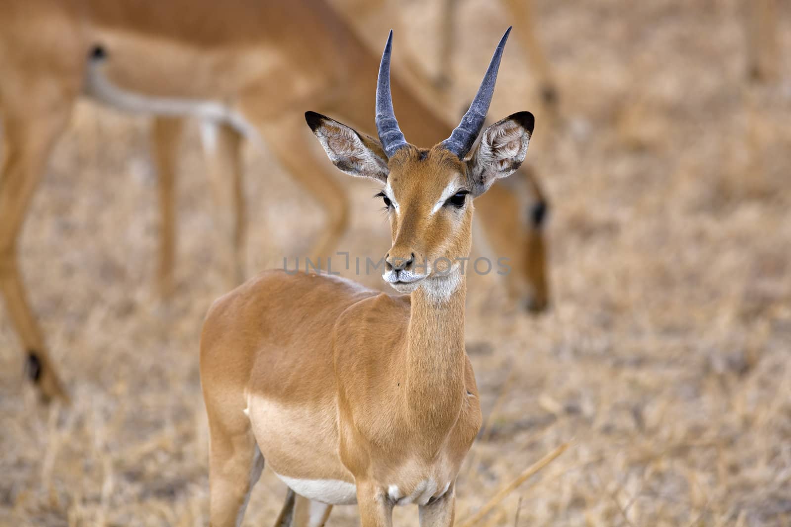 Wild Impala in the African savannah, Tanzania