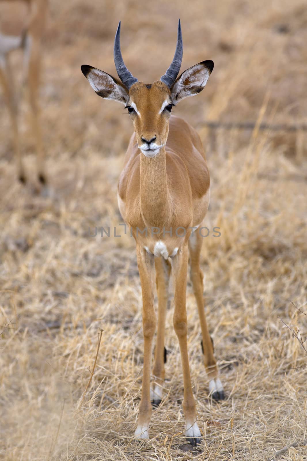 Wild Impala in the African savannah, Tanzania