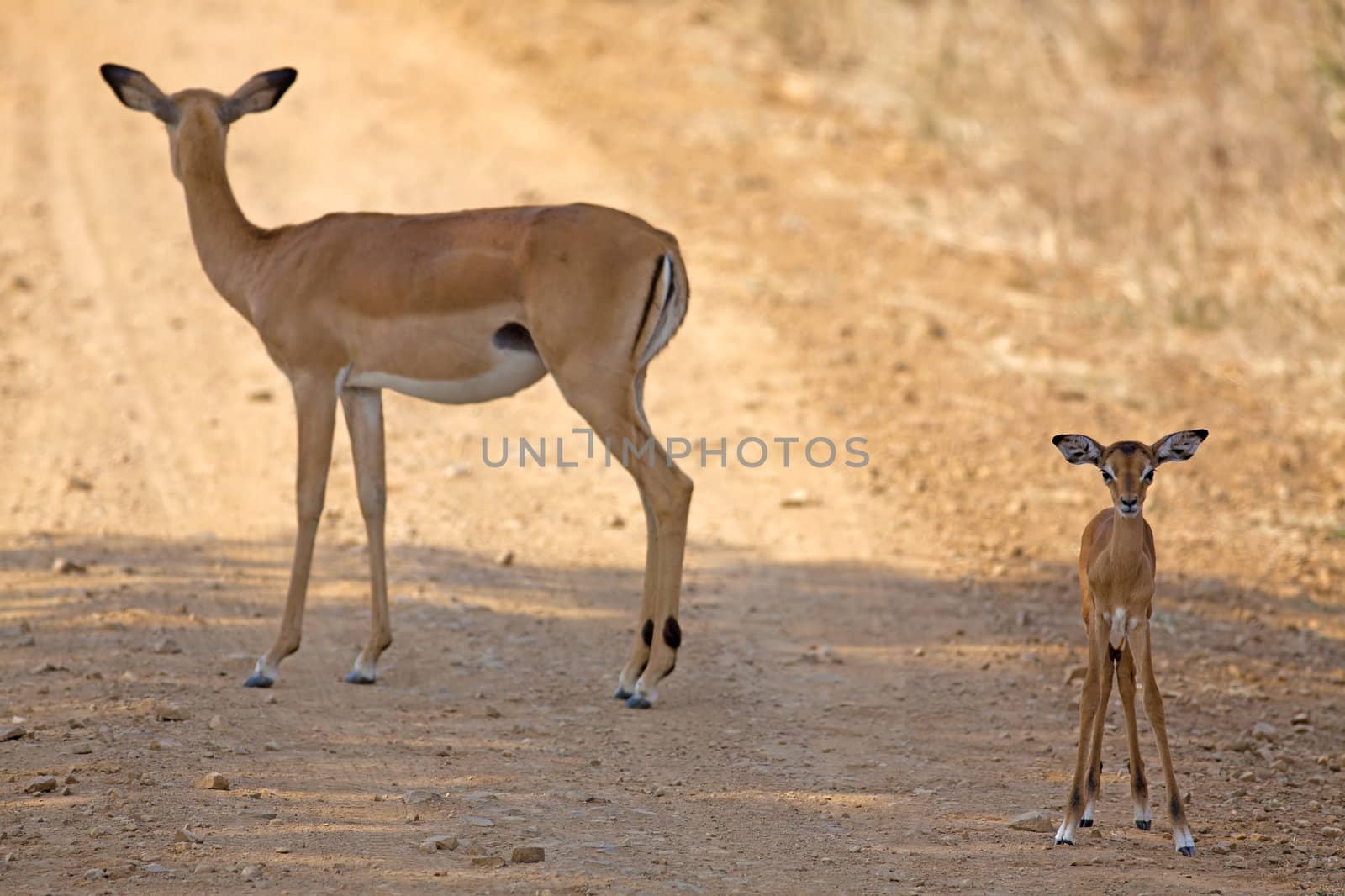 Wild Impala in the African savannah, Tanzania