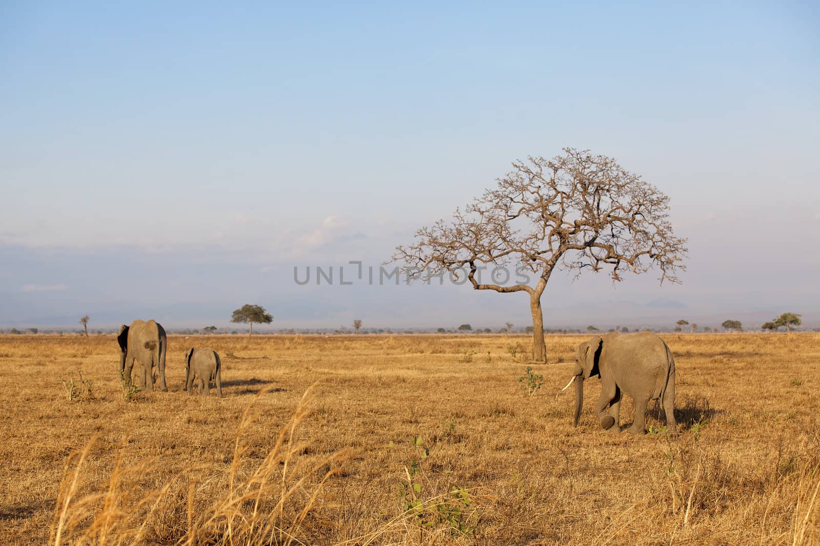 Wild Elephant in the Savannah in Mikumi, Tanzania